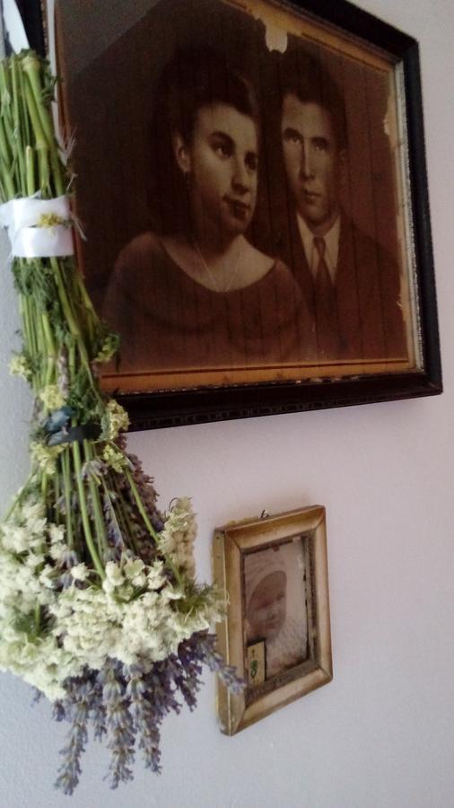 Roza Vrboska